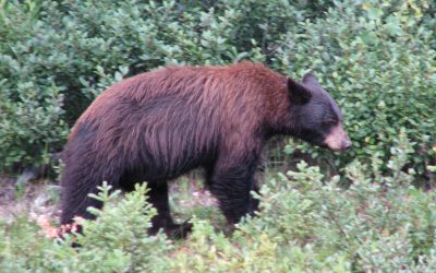 Statement: AWA disappointed that Alberta will not be conducting grizzly population count