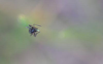 Zombies in the Hills