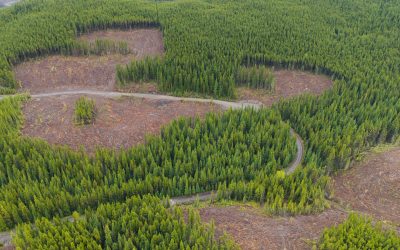 Update: Logging Review – Spring 2026 Site Visit