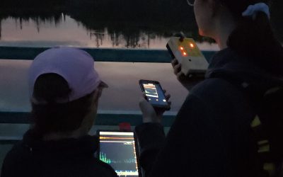 Bats at the Weaselhead – Adventure for Wilderness, August 19 & 20, 2026