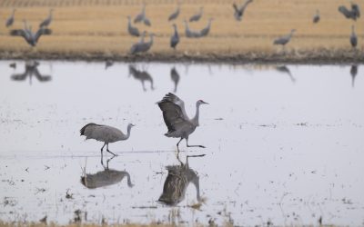 News Release: Alberta weakens Wetland Policy, removes considerations for major wetland classes