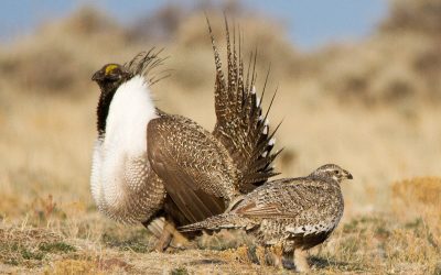 News Release: Government of Alberta drops protections of Endangered Greater Sage-Grouse