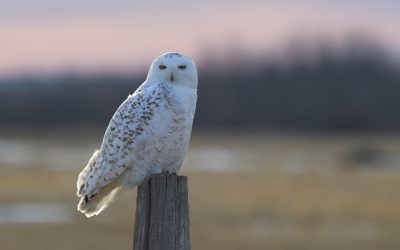 AWA Comments on the proposed listing of the Snowy Owl and Short-billed Dowitcher as Threatened